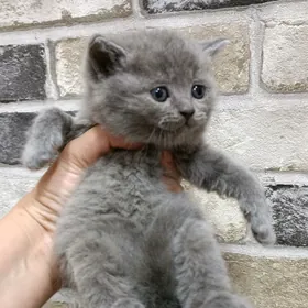 шотландские прямоухие котята