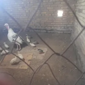 индюк курк induk kurk