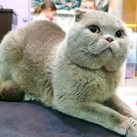 Шотландские французские коты