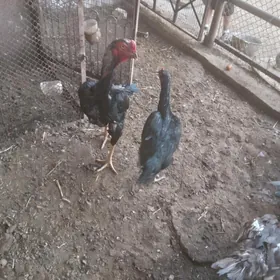 baÿsy horaz.mekÿan