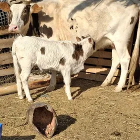 gibrit  göleli sygyr