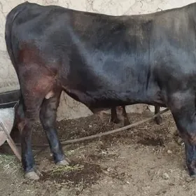 öküz soýup bolýa kg 90 manatda