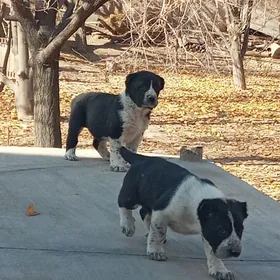 Turkmen Alabay gujukler