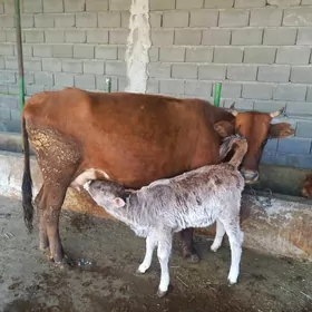 гололи сыгыр