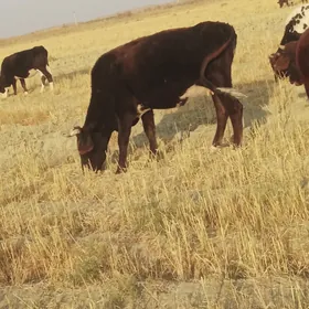 богаз сыгыр 3 саны