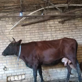 аргинал бурлат голели сыгыр