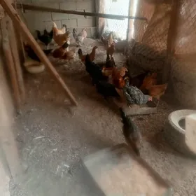 jersi we Türkmen towuklar.