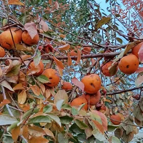 хурма шитил