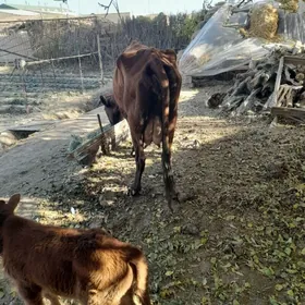 хожекли сыгыр