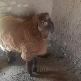 Bakylan goyun ýaşajyk tokly