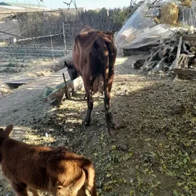 хожекли сыгыр