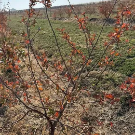 вишня нахал