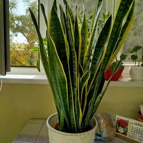 Сансевиерия