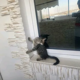 Котенок домашняя 4 месяца