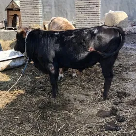 Ökiz gysyr sygyr bakylan