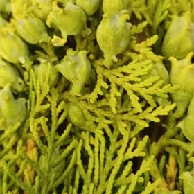 ТРЕБУЕТСЯ ПРОДАВЕЦ-КОНСУЛЬТАНТ