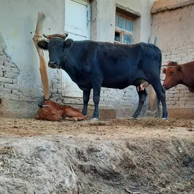 12.13.LIT SÜÝDLEK GÖLELI SYGYR