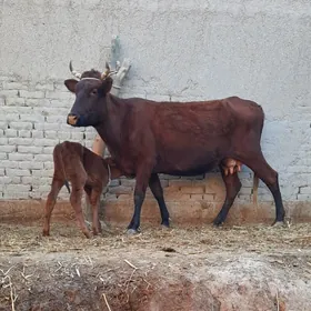 ATYALAK BEYIK GOLELI SYGYR