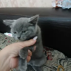 британские котята