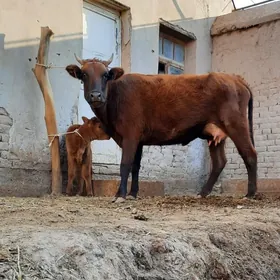 ÝASAJYK GOLELI SYGYR