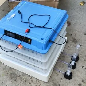 Inkubator инкубатор