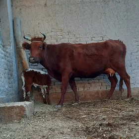 SÜÝIDI GOYY GOLELI SYGYR