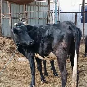 yetik. bogaz gunajyn