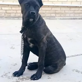 Собака Собака. Кане Корсо