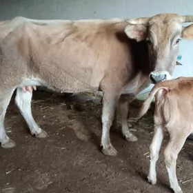 goleli suytlek sygyr