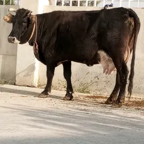 ŞWES GÖLELİ SYGYR