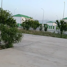 Taze zaman gosa katej