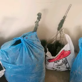 Yolka taze yyl arcasy