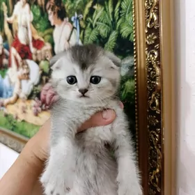 шотландская девочка