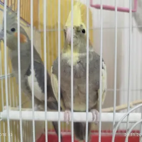 Popugay Попугай