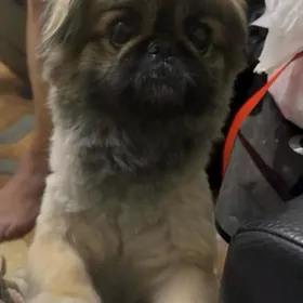 Собака Пекинес