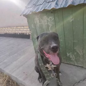 it pitbull Ukraynski