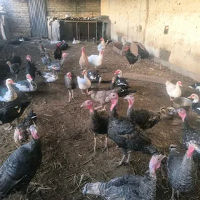 MusguOrdekler indýuklar satlyk