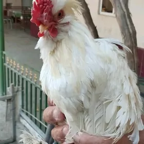 тройка карлик