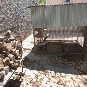 ketek курятник 