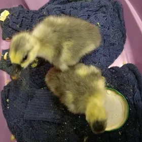 газ жужелер