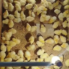 juje broyler daminat