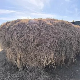 йорунжа беде