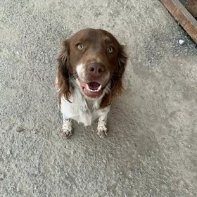 Ohotniçy spanel awçy