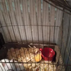 продам крыс