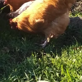 товук орпингтон