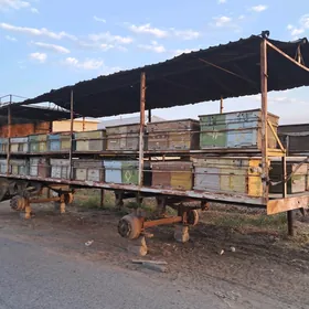 Ary telesga (PRISEP)