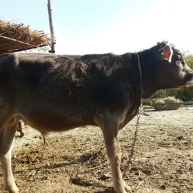 Şwes paroda öküzler sygyrlar