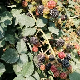 Böwürslen nahaly dikensiz