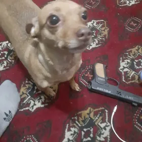 отдам  в самые добрые руки