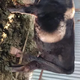 Öküz 2 sany bakylan